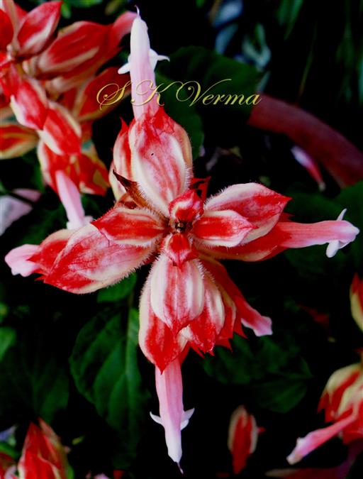  Flowers-Horizontal